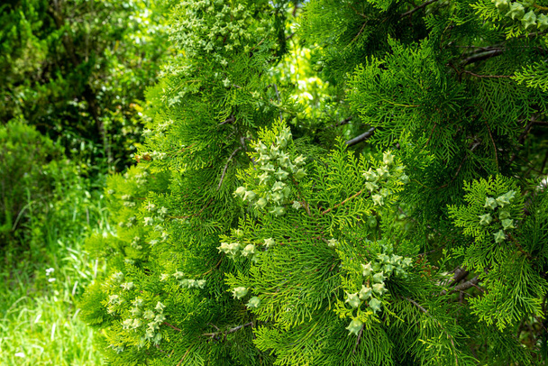 Platycladus orientalis cones in the garden. - Φωτογραφία, εικόνα