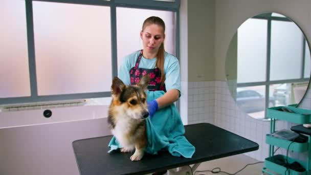 groomer utírá corgi pes s ručníkem na stole po umytí v péči o domácí mazlíčky portrét mokré zvíře - Záběry, video