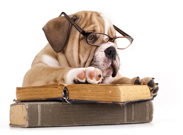 Bulldog inglés de pura raza en gafas y libro
 - Foto, Imagen
