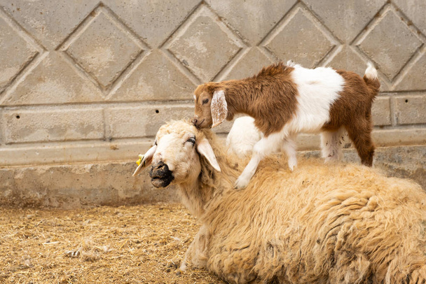 Koziołek wspinający się na siedzącą owcę. Zabawny obraz kozy i macicy. Zbliżenie obrazu życia hodowlanego. Odbiór. Bayram Kurban, wizerunek uczty poświęcenia. - Zdjęcie, obraz