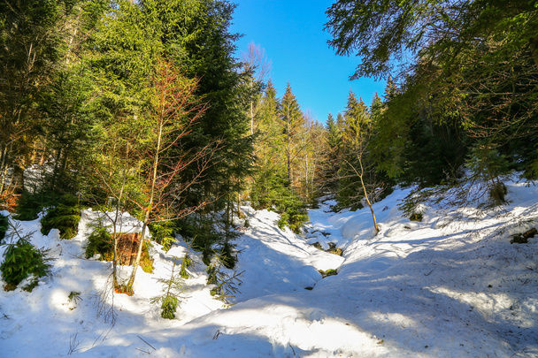 Landscape of Forest in Vosges mountain, France - Photo, Image