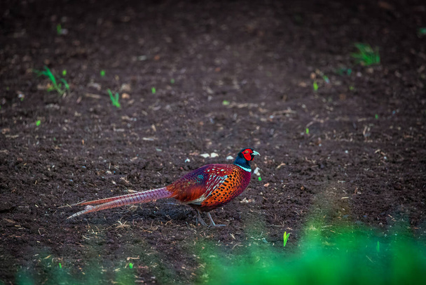 Long-tailed pheasant, wildlife game birds on a green field, wild bird on agricultural meadow - Photo, Image