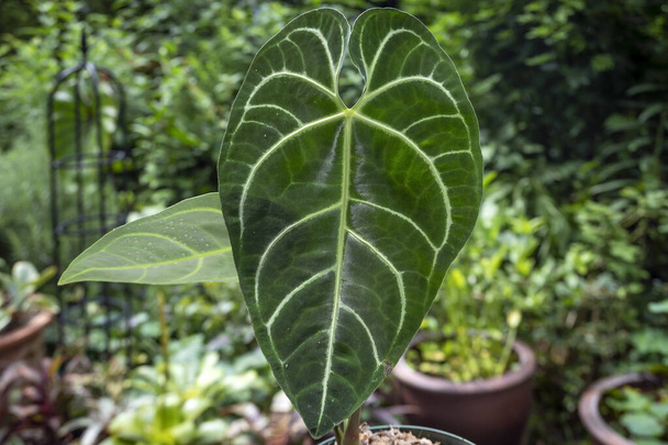 Το Anthurium regale 'Stripes' είναι ένα τροπικό αρόιντ φυτό με γυαλιστερά βελούδινα φύλλα και έντονες φλέβες - Φωτογραφία, εικόνα