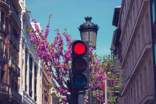 LED kırmızı trafik ışığı, şehir caddesinde araba geçişini yasaklayan sinyali durdurun. Trafik kontrolü var. Çiçekli mor bahar ağacına karşı stop lambası. Şehir manzarası. Bir kasabada altyapı. Semaphore. - Fotoğraf, Görsel
