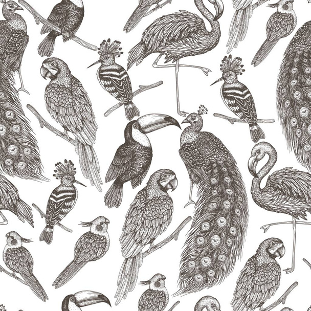  Бесшовный векторный рисунок тропических экзотических птиц в стиле гравировки. Попугай ара, тукан, удод, павлин, фламинго и попугай какатиэль - Вектор,изображение
