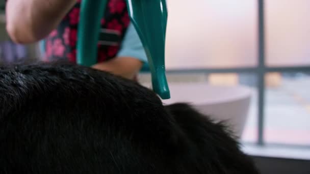 groomer asciuga accuratamente il cappotto di un cane corgi con un asciugacapelli dopo il lavaggio nel salone di toelettatura professionale per animali domestici primo piano - Filmati, video