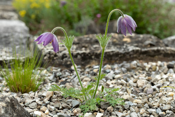 Two Pulsatilla vulgaris flowers in spring - Photo, Image