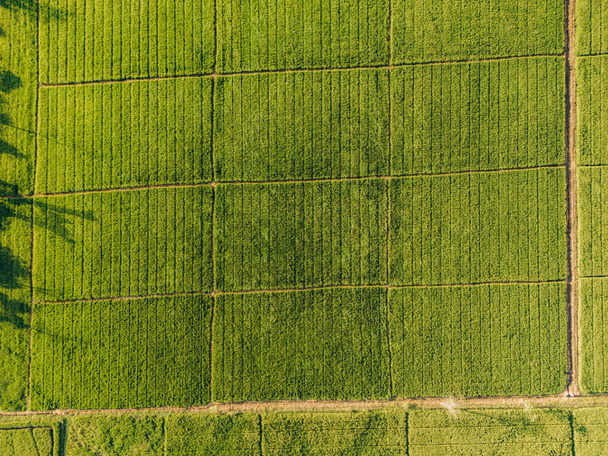 Vue du dessus d'un champ d'agriculture verte avec de hautes herbes et des rangées de plantes - Photo, image