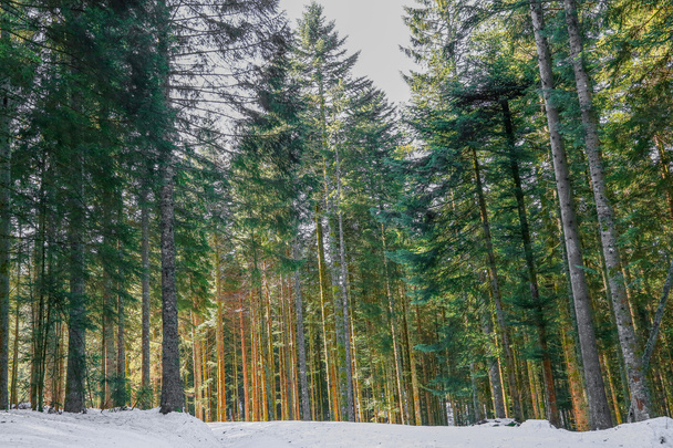 Winter landscape of Forest in Vosges mountain, France - Fotoğraf, Görsel