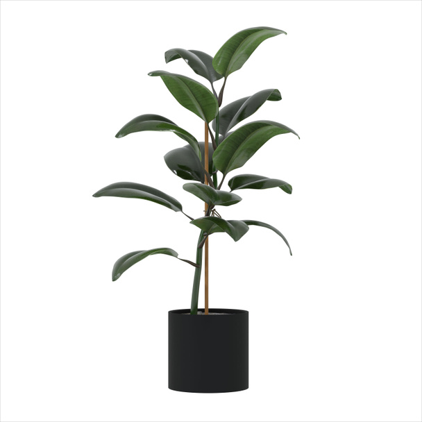 3D Render Realistic Ficus Plant In Black Pot. Green Leaves. Isolated on white background. Houseplant. Home Element. - Photo, Image
