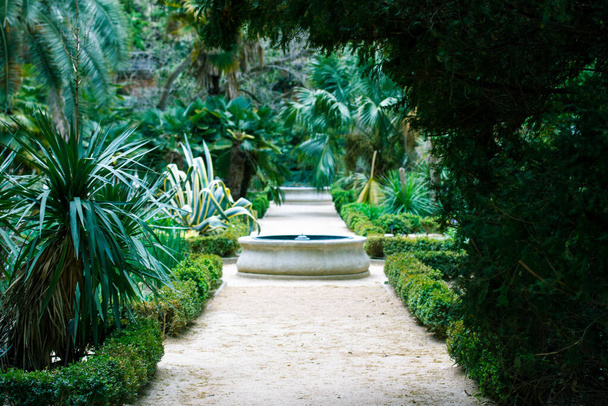 Straight road path goes into a distance into lush jungle fresh green vegetation, branches of palm trees, bushes Tropical garden landscape. Exotic nature in the Royal Botanical Garden of Madrid, Spain. - Foto, imagen