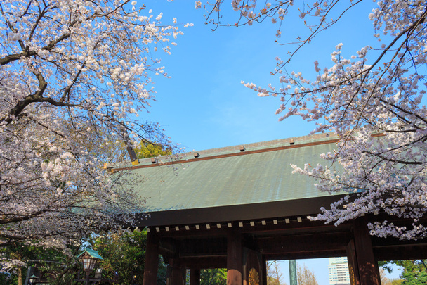 Cseresznye virágok, Tokyo, Japán - Fotó, kép