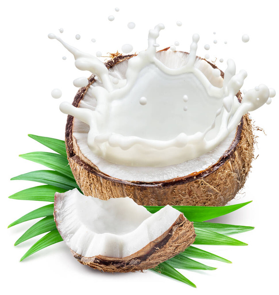 Coconut milk flying out from cracked coconut fruit on white background. - 写真・画像