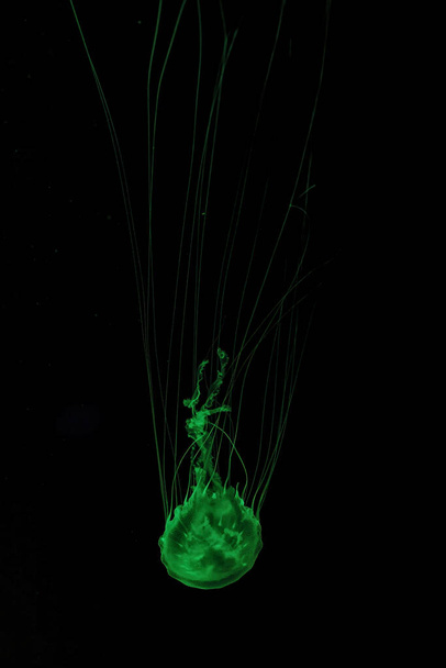 Macro shot of Chrysaora quinquecirrha underwater close up - Fotoğraf, Görsel