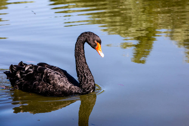 Μαύρος κύκνος κολυμπά σε καθαρό νερό σε ηλιόλουστο καιρό. προστασία και διατήρηση των σπάνιων πτηνών - Φωτογραφία, εικόνα