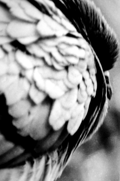 Schwarz-weiße Nahaufnahme einer Taube - Foto, Bild