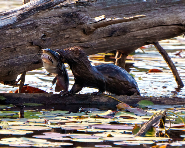 Weasel with a fish in its mouth and walking on a log in the marsh water in its environment and habitat surrounding with water lily pads background and foreground.  Mink. - Φωτογραφία, εικόνα