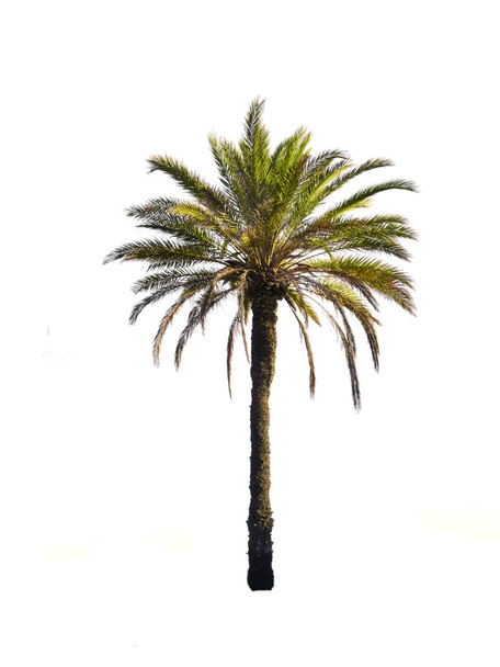 Palm tree - Photo, Image