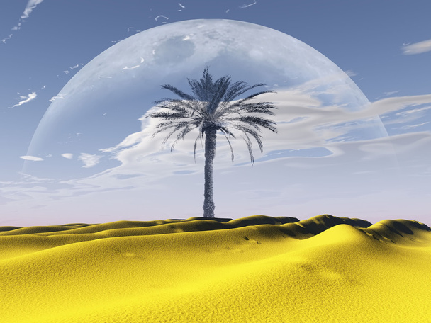 Çölde palmiye ağacı - Fotoğraf, Görsel