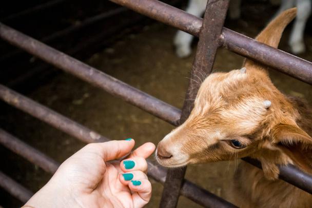 Malá načervenale hnědá ovečka očichá ženskou ruku zelenou manikúrou. Lidský kontakt s hospodářskými zvířaty. Roztomilý zvířecí portrét. Tlama kozy na dobytek. Žena hladí kozu, ovce. Život na venkově - Fotografie, Obrázek