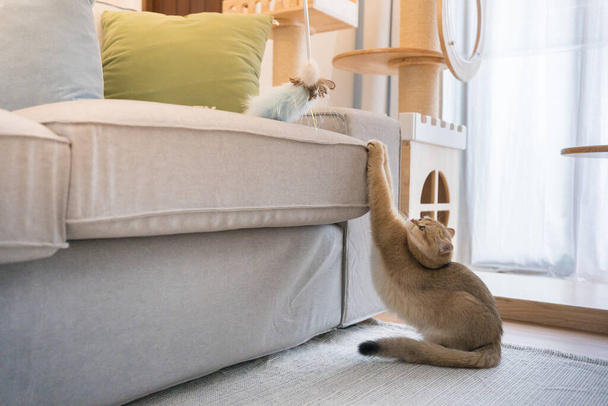 kulta brittiläinen kissa kissanpentu pelaa ja hauskaa olohuoneessa - Valokuva, kuva