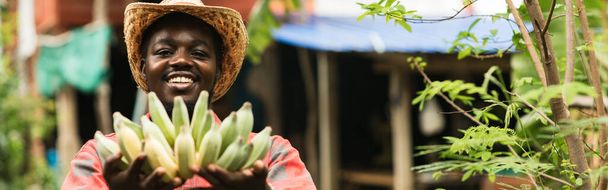 彼の農場で有機バナナを栽培しているアフリカの農家アフリカの黒人と生活様式についての概念 - 写真・画像