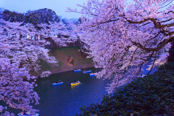 Kirschblüten in Tokio, Japan - Foto, Bild
