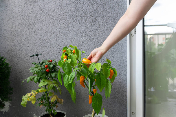 A woman plucks the fruit of hot chili peppers grown in a balcony garden. - Photo, Image