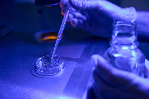Laboratory worker hand adding drops with special fluid to petri dish with embryos, growing embryos in sterile laboratory - Φωτογραφία, εικόνα