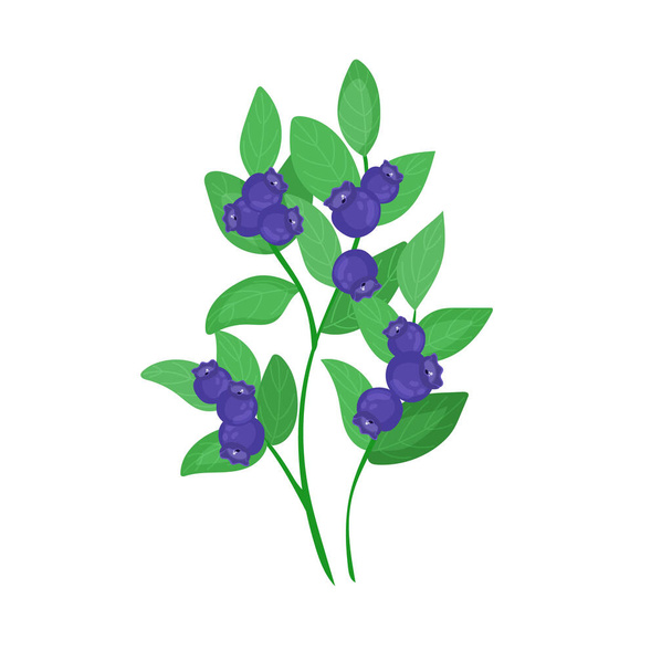Eine grüne Waldpflanze. Ein kleiner Blaubeerstrauch mit Beeren im Cartoon-Stil ist auf weißem Hintergrund isoliert. - Vektor, Bild