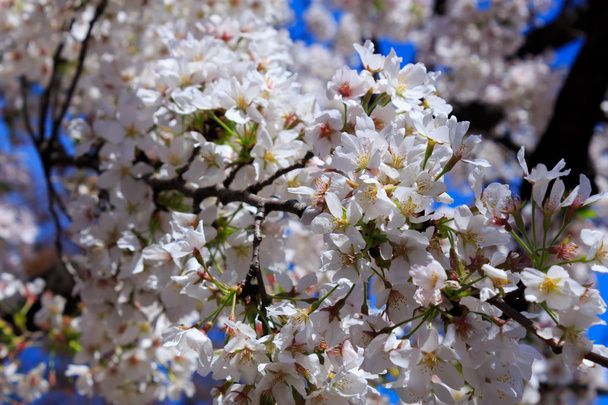 東京の桜 - 写真・画像