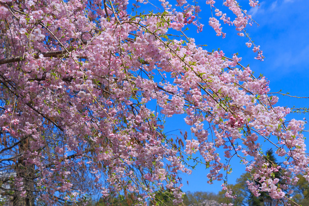 Kirschblüten in Tokio - Foto, Bild