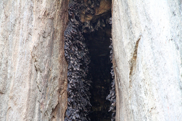 Bat cave - Photo, Image