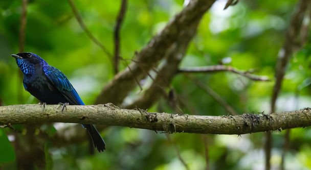 piękny niebieski ptak unikalny w Amazonii w zielonej przyrody - Zdjęcie, obraz