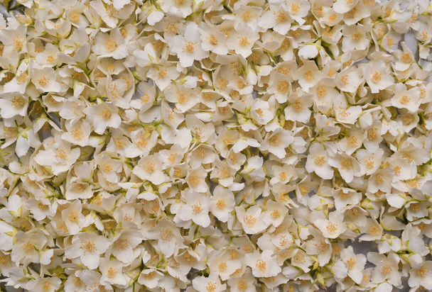 white jasmine flowers. floral background. Flat lay - Foto, imagen