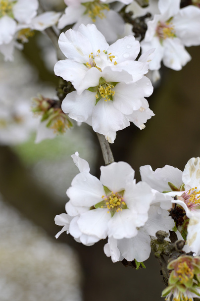 Almond blossoms - Photo, Image