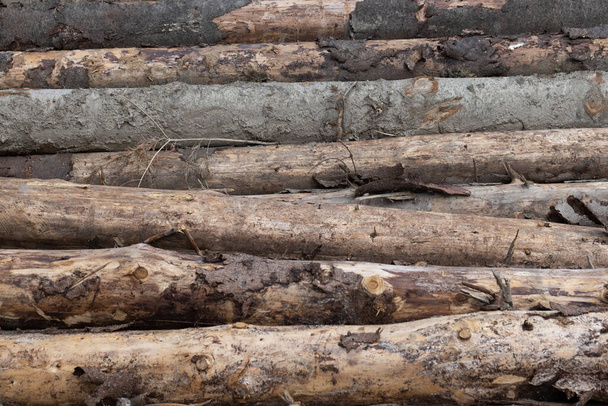 Pile of tree trunks, close-up. Nature background - 写真・画像