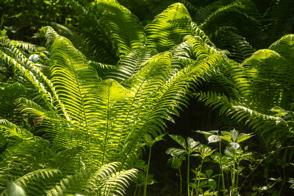 Large fern leaves with a shadow pattern. Full frame. Blur and selective focus. Dark photo - Photo, Image