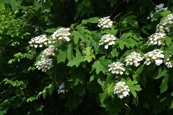 Oakleaf hydrangea (Hydrangea guercifolia) flores. Hydrangeaceae plantas caducas. Flores brancas florescem em forma de pirâmide por volta de junho. - Foto, Imagem