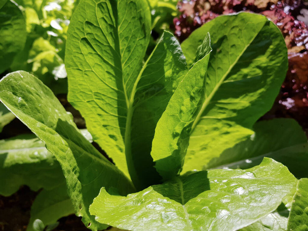 Зеленый лист салата растет в огороде. Свежий органический салат крупным планом. Вегетарианская или веганская еда - Фото, изображение