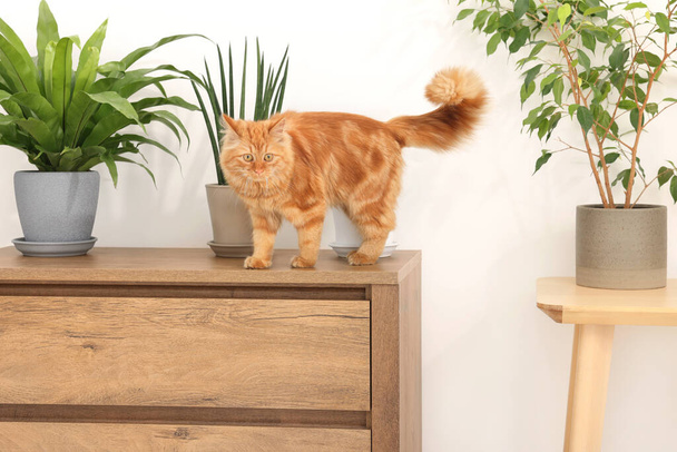 Adorable cat near green houseplants on chest of drawers at home - Valokuva, kuva