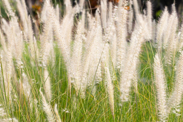 Fountain grass or pennisetum alopecuroides - Фото, изображение