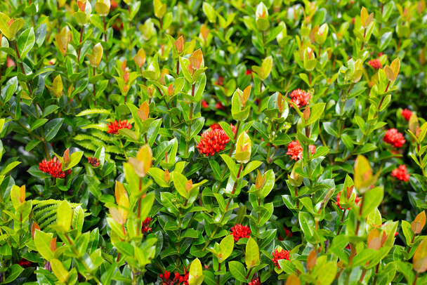 Ixora flower in the garden - Photo, Image