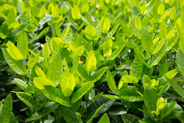 Φυτό Ιξόρα στον κήπο - Φωτογραφία, εικόνα