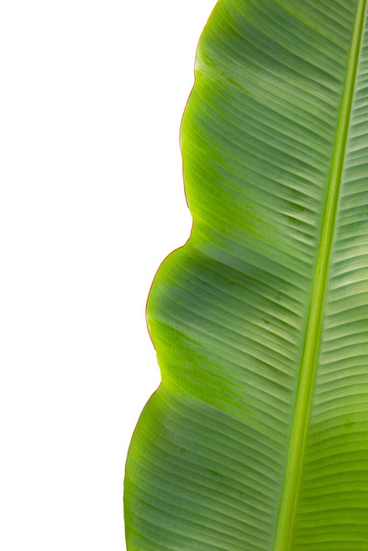 Fresh banana leaf on white background. - Фото, зображення
