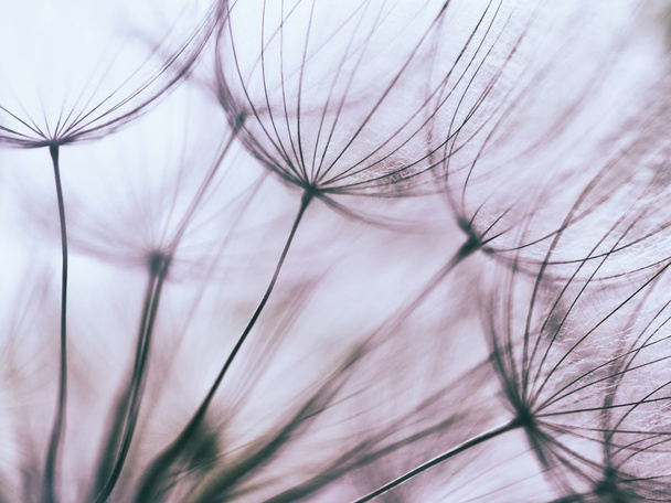 Εκλεκτής ποιότητας μωβ λουλούδι πικραλίδα αφηρημένα φόντο - Φωτογραφία, εικόνα