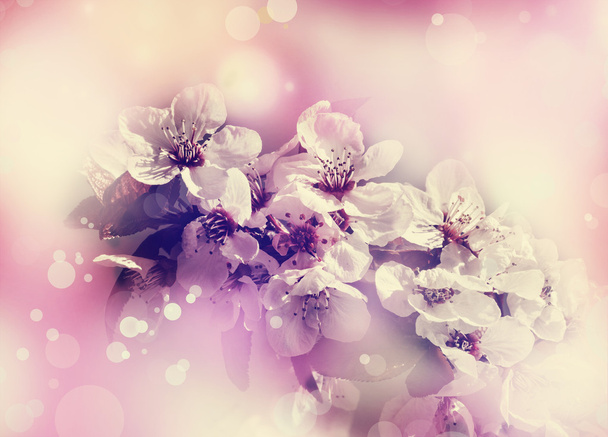 Albero di ciliegio Fiori di fiori
 - Foto, immagini