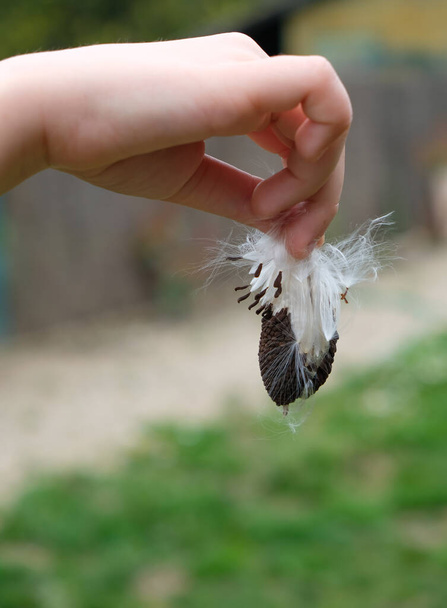 Cápsula de sementes de videira de milkweed na mão da criança. Espaço de cópia. - Foto, Imagem