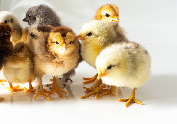 Small brown and yellow chickens get warm with space for text. Adorable little chicks for design decorative theme. Newborn poultry chicken beak on light background. Easter farm concept. Selective focus - Photo, Image
