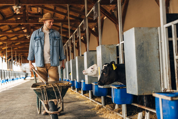 A Caucasian farmer is pushing cart trough animal nursery and joyfully looking at cute calves. - Fotó, kép